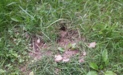 20140528_161048 bad plug.jpg