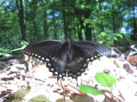 IMG_0807.JPG