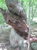 IMG_0812.jpg