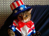 patriotic cat.jpg