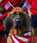 patriotic hound.jpg