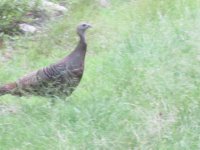IMG_1062.JPG