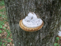dud cellar hole hunts 006 [].jpg.png