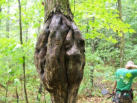 dud cellar hole hunts 018 [].jpg.png