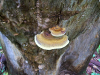 dud cellar hole hunts 019 [].jpg.png