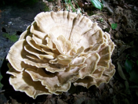 dud cellar hole hunts 020 [].jpg.png