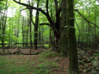 JULY 14TH dud cellar hole WITH PAUL AND FRANK 010 [].jpg.png