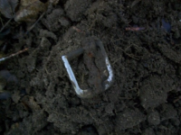 JULY 14TH dud cellar hole WITH PAUL AND FRANK 009 [].jpg.png