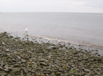 JULY 25TH BEACH HUNT WITH RCAT 002 [].jpg.png