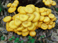 orange fungi 1.JPG.png