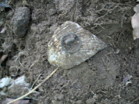 AUG  2nd CELLAR HOLES WITH FRANK NICE CLOAKER 001 [].jpg.png