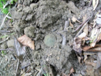 AUG 4thCELLAR HOLES WITH GARY 2 CENTER 007 [].jpg.png