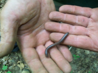 AUG 4thCELLAR HOLES WITH GARY 2 CENTER 014 [].jpg.png