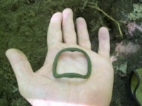AUG 7th CELLAR HOLES WITH GARY and PAUL 010 [].jpg.png