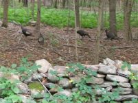 AUG 21ST CELLAR HOLES WITH FRANK 012 [].jpg.png
