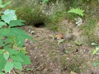 AUG 21ST CELLAR HOLES WITH FRANK 013 [].jpg.png