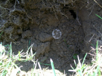 AUG 28 SOLO HUNT SEATED DIMES 011 [].jpg.png