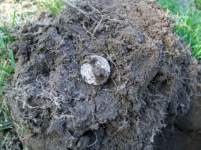 AUG 28 SOLO HUNT SEATED DIMES 014 [].jpg.png