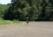 Deer_phixr.jpg
