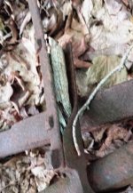 Carriage Wood.jpg