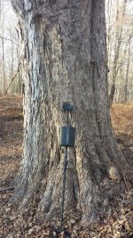 Massive tree.jpg