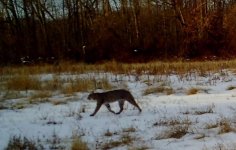 BOBCAT.jpg