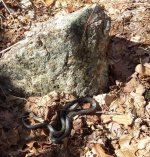 Black Racer.jpg