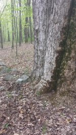 Grown into tree.jpg Grown into tree.jpg