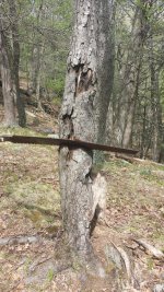 Saw In tree.jpg Saw In tree.jpg