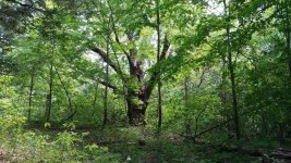 ADTrees2.jpg ADTrees2.jpg
