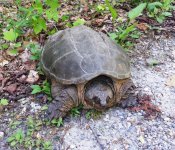 Turtle.jpg Turtle.jpg