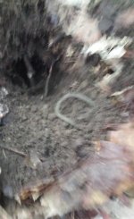 Shoe Buckle Dug.jpg