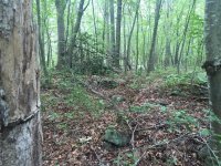 IMG_0375.jpg