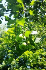 Apples.jpg