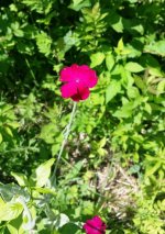 Flower.jpg