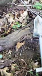 Huge Vine.jpg