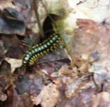 Caterpillar.jpg