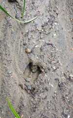 Deer tracks.jpg