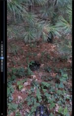 Rattlesnake pic.jpg