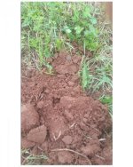 field2.jpg