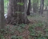 Huge Tree 2.jpg Huge Tree 2.jpg