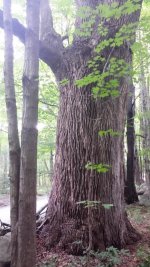 Huge Tree.jpg Huge Tree.jpg