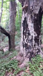Huge trees.jpg Huge trees.jpg