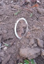 Buckle in Dirt.jpg Buckle in Dirt.jpg