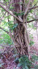 Pole and Vine.jpg Pole and Vine.jpg