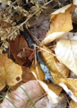 Tree Frog.jpg