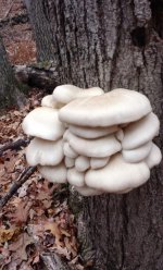 Oyster Shrooms.jpg