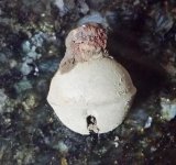 Tiny Cortal.jpg