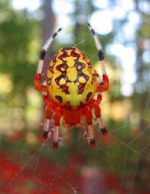 spider.jpg.png