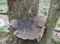 SEPT 15TH ANOTHER DUD HUNT WITH GARY 001 [].jpg.png